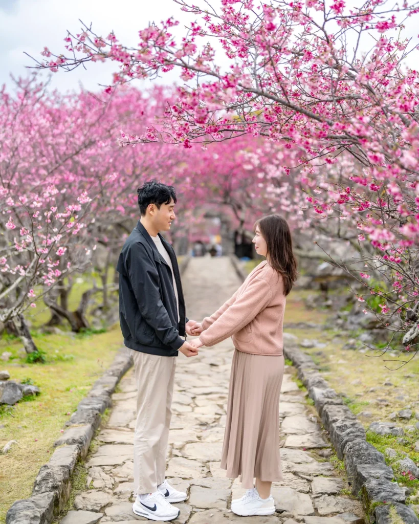 오키나와 스냅 벚꽃 아래에서 손잡고