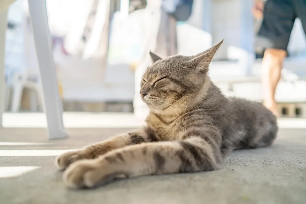 오지마섬의 졸고있는 고양이