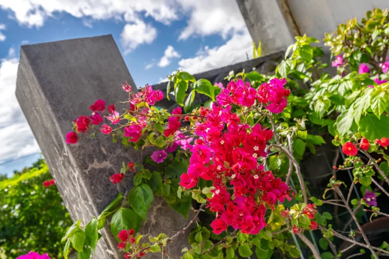 Bougainvillea