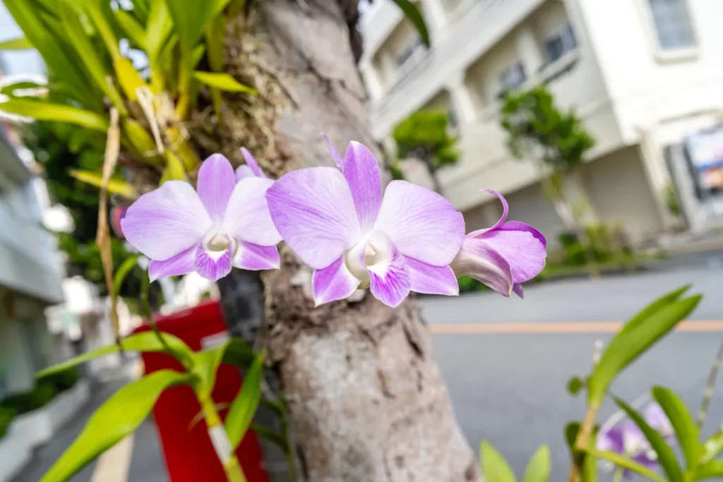 아침 미에바시 나무에 핀 꽃
