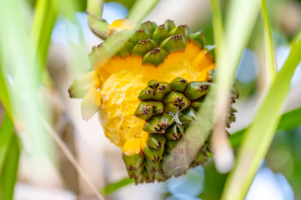 이토만 비치의 떨어지는 열매