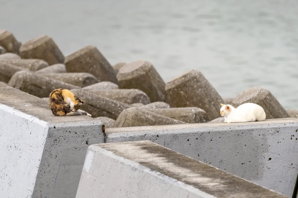 해안 방파제에서 쉬고 있는 고양이