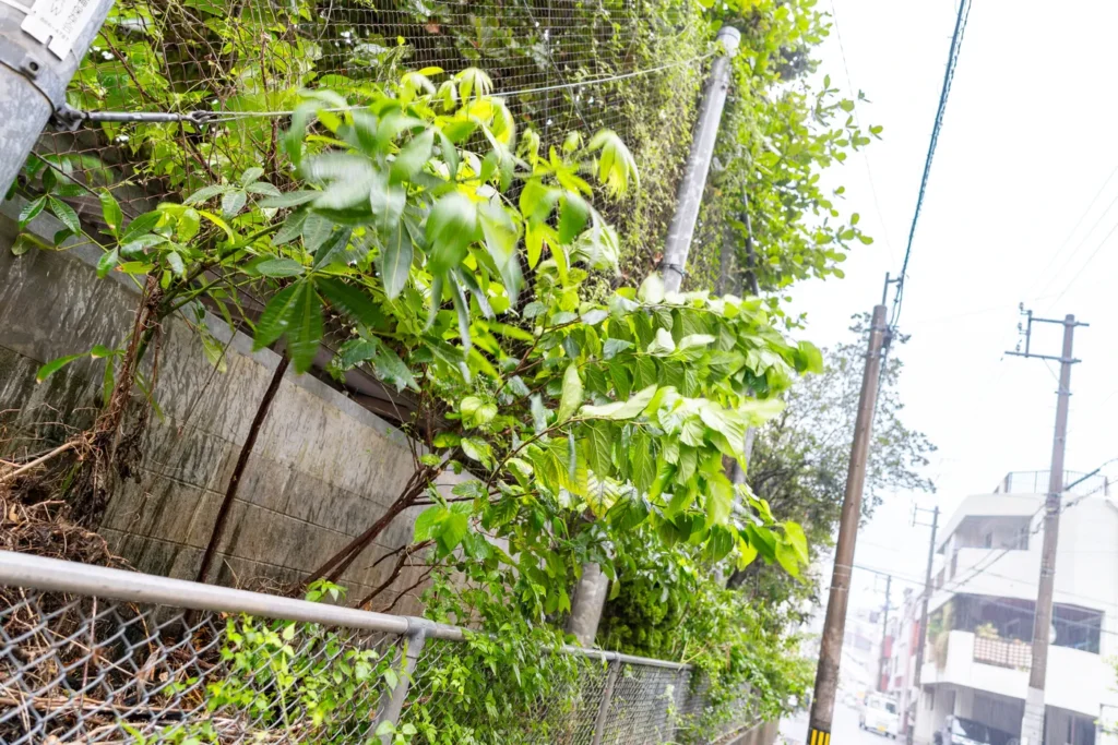 비바람이 강했던 오후 늦은 나하