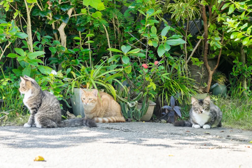 비세자키의 아기 고양이 3형제