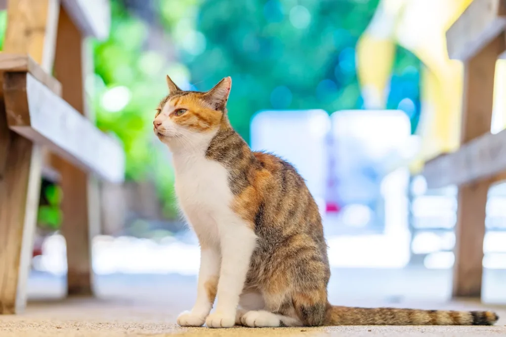 주먹밥집 고양이