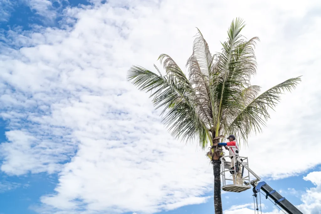 가지치기 중인 아메리칸 빌리지
