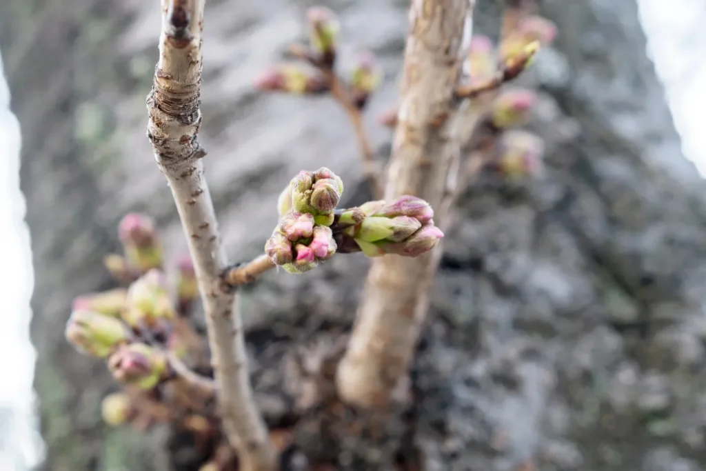 여좌천 벚꽃 봉오리의 상태이다. 아직 벚꽃은 피지 않았다.