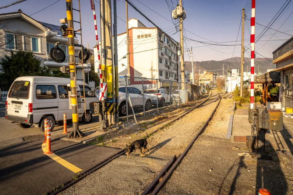 폐역을 지나가는 강아지의 모습