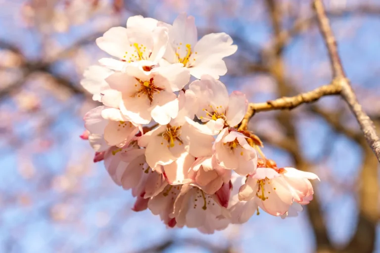 Cherry blossoms. At Gyeonghwa Station, the blossoms are blooming on just a single tree.