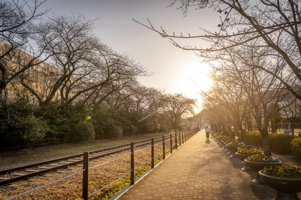 그외 대부분의 나무에는 벚꽃이 피지 않았다.