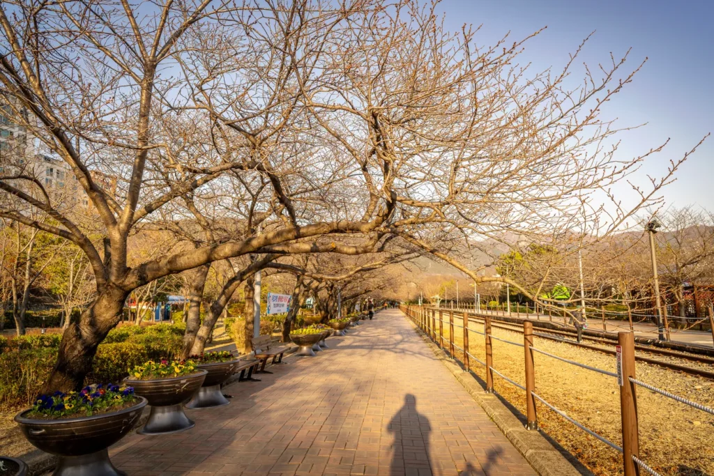 3월 28일에서 29일 정도면 벚꽃이 많이 필 예정이라고 한다.