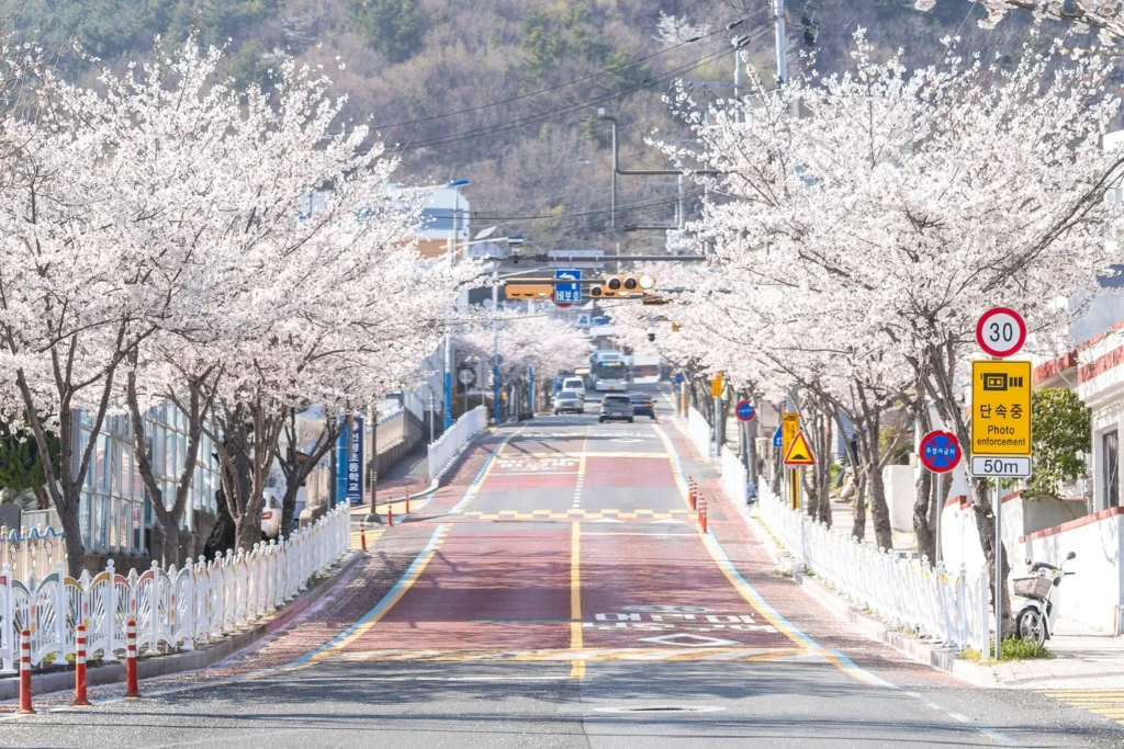 Tongyeong Pyeongin Iljuroの桜並木