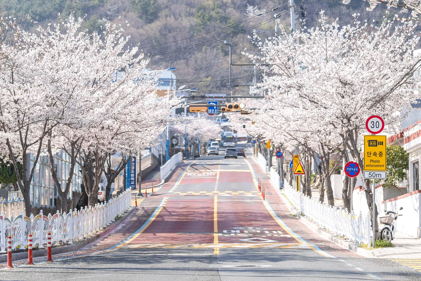 벚꽃이 만개인 평인일주로