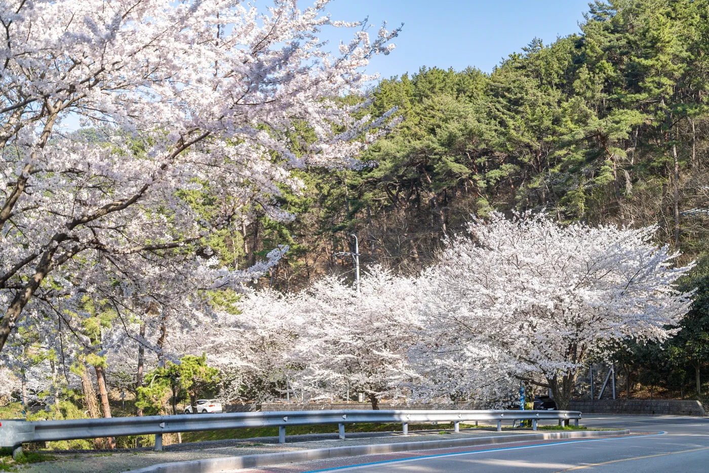 내리막길에 벚꽃이 만개인 상태