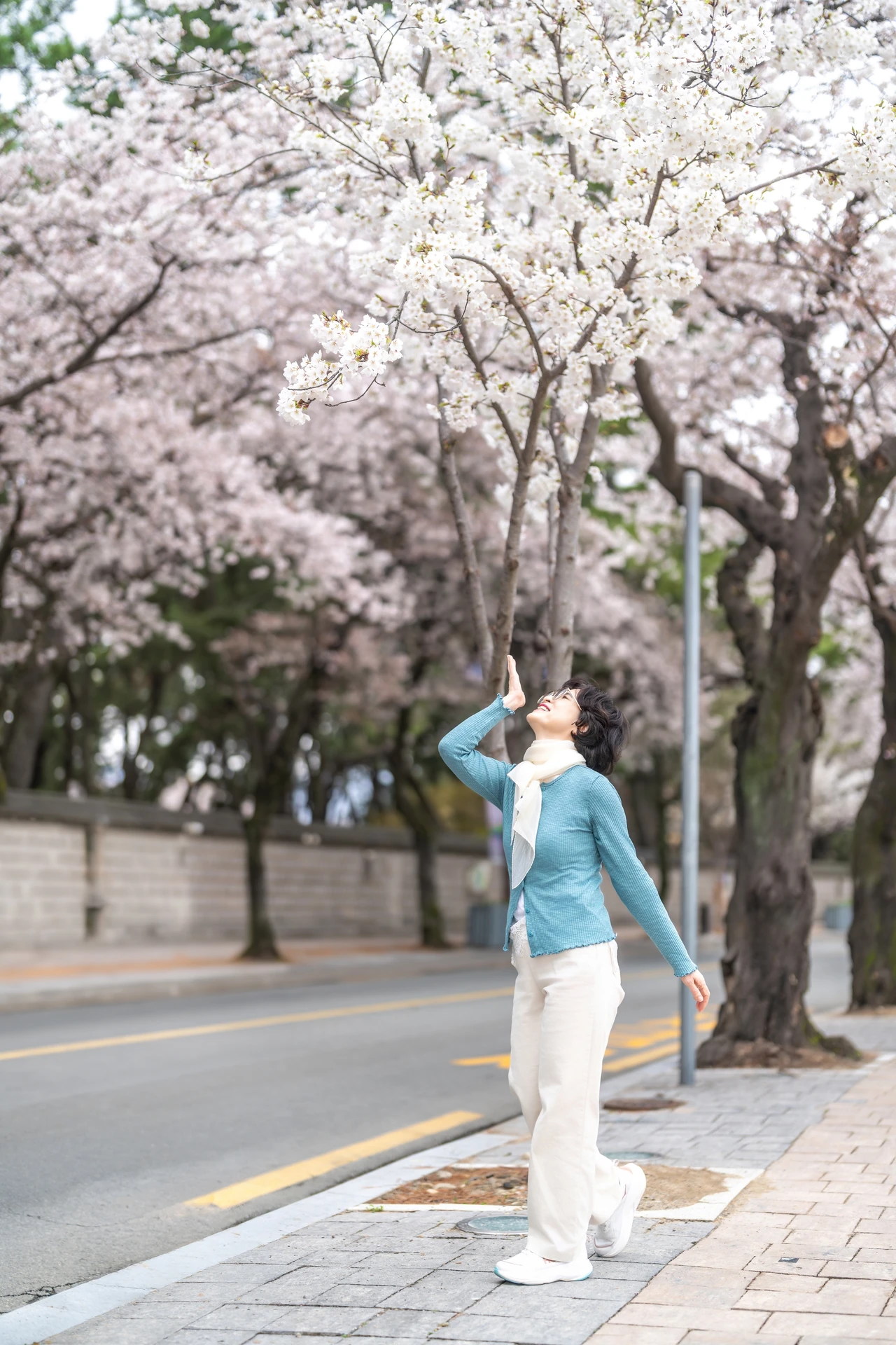 벚꽃을 올려다보는 독사진