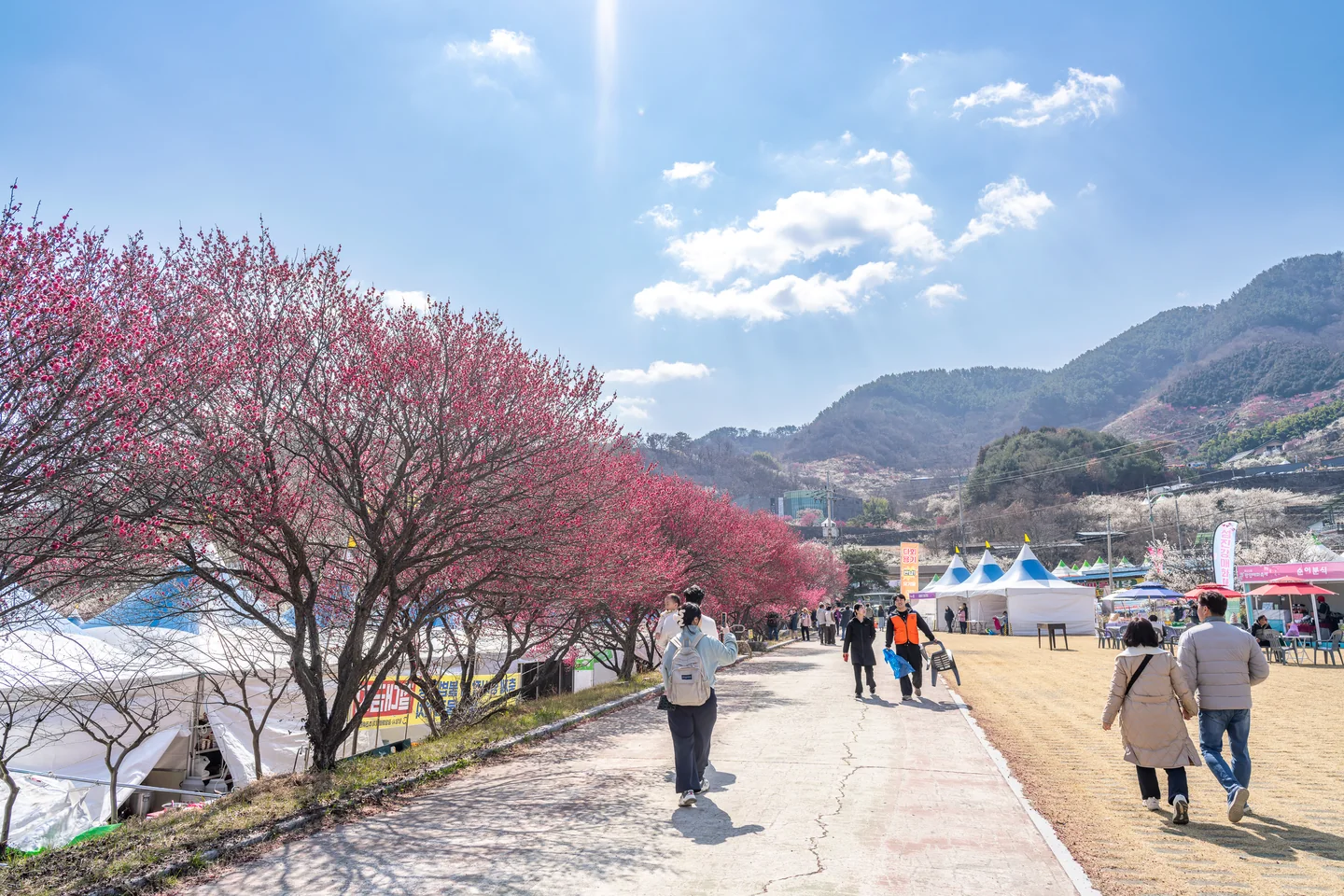 홍매화가 핀 마을 입구 길