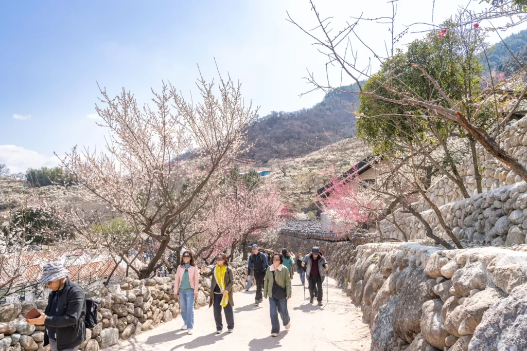 Festival ume v Gwangyangu: od vstupenek po sady maesil