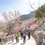 festival ume Gwangyang