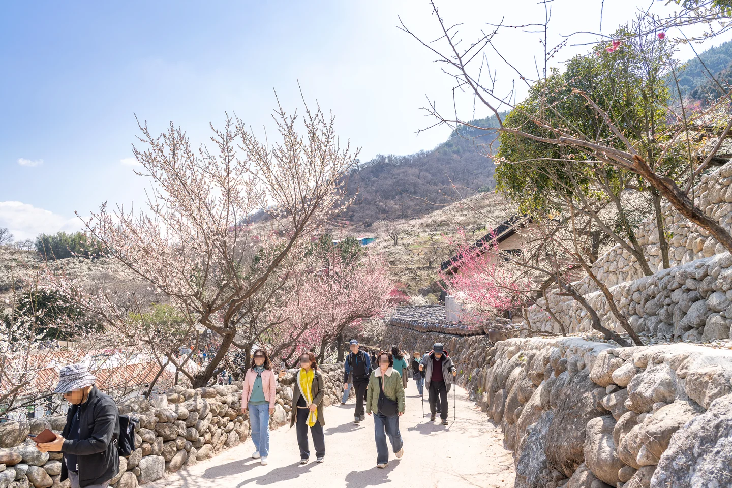홍매화와 돌담길