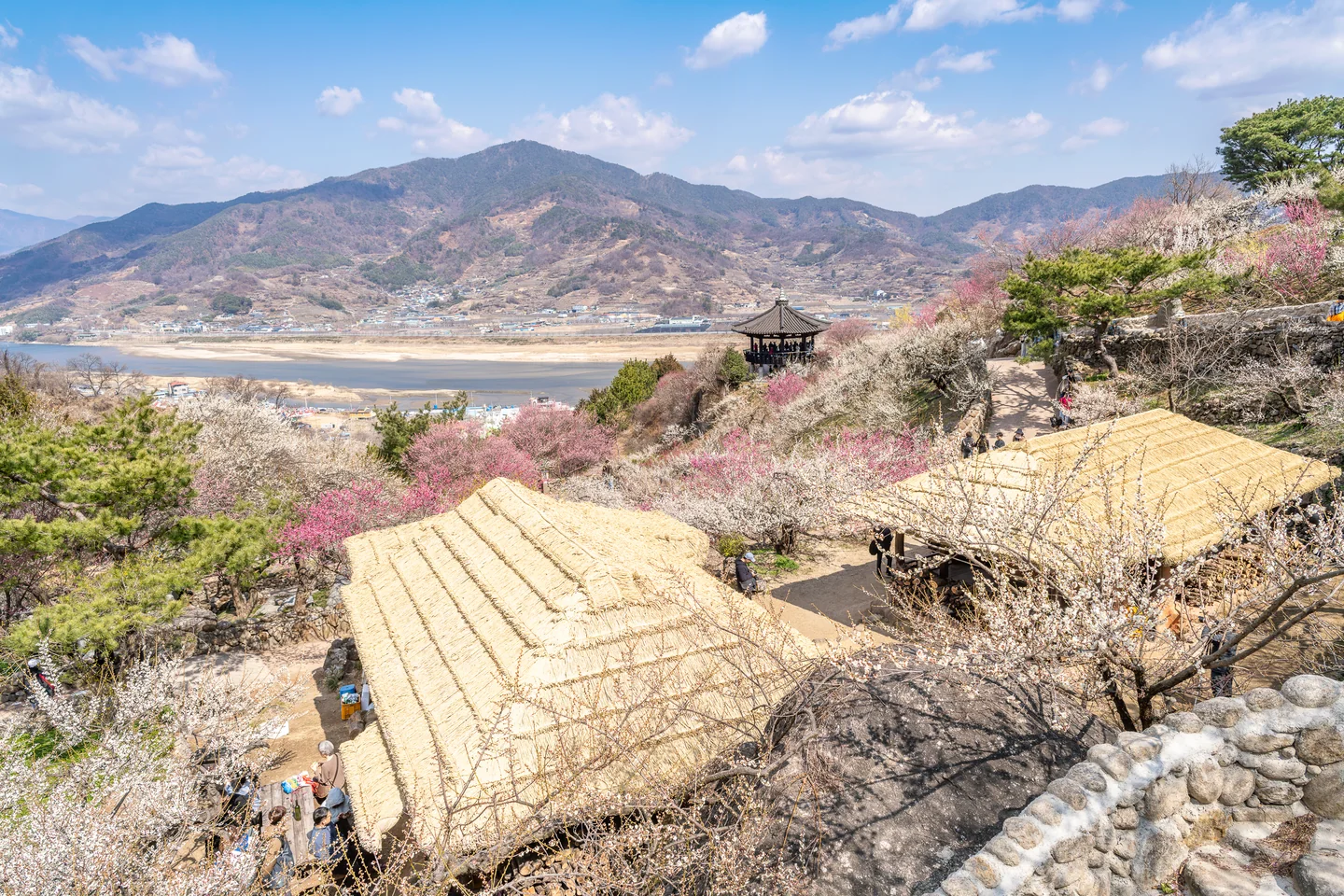 초가지붕이 보이는 매화 마을 전망
