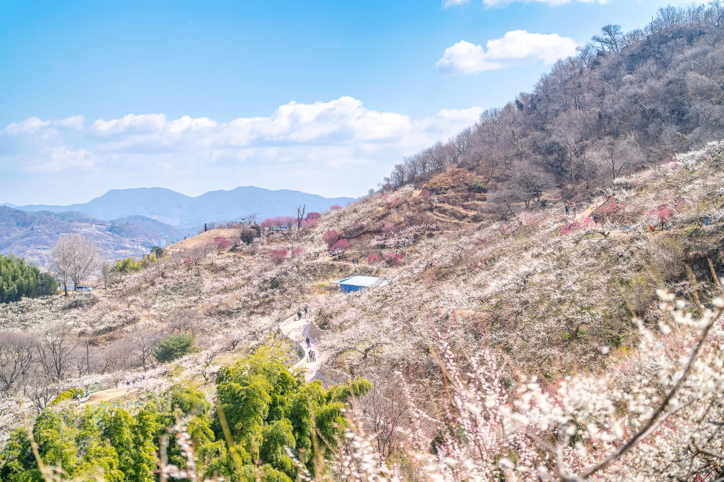 산자락에 이어진 매화밭