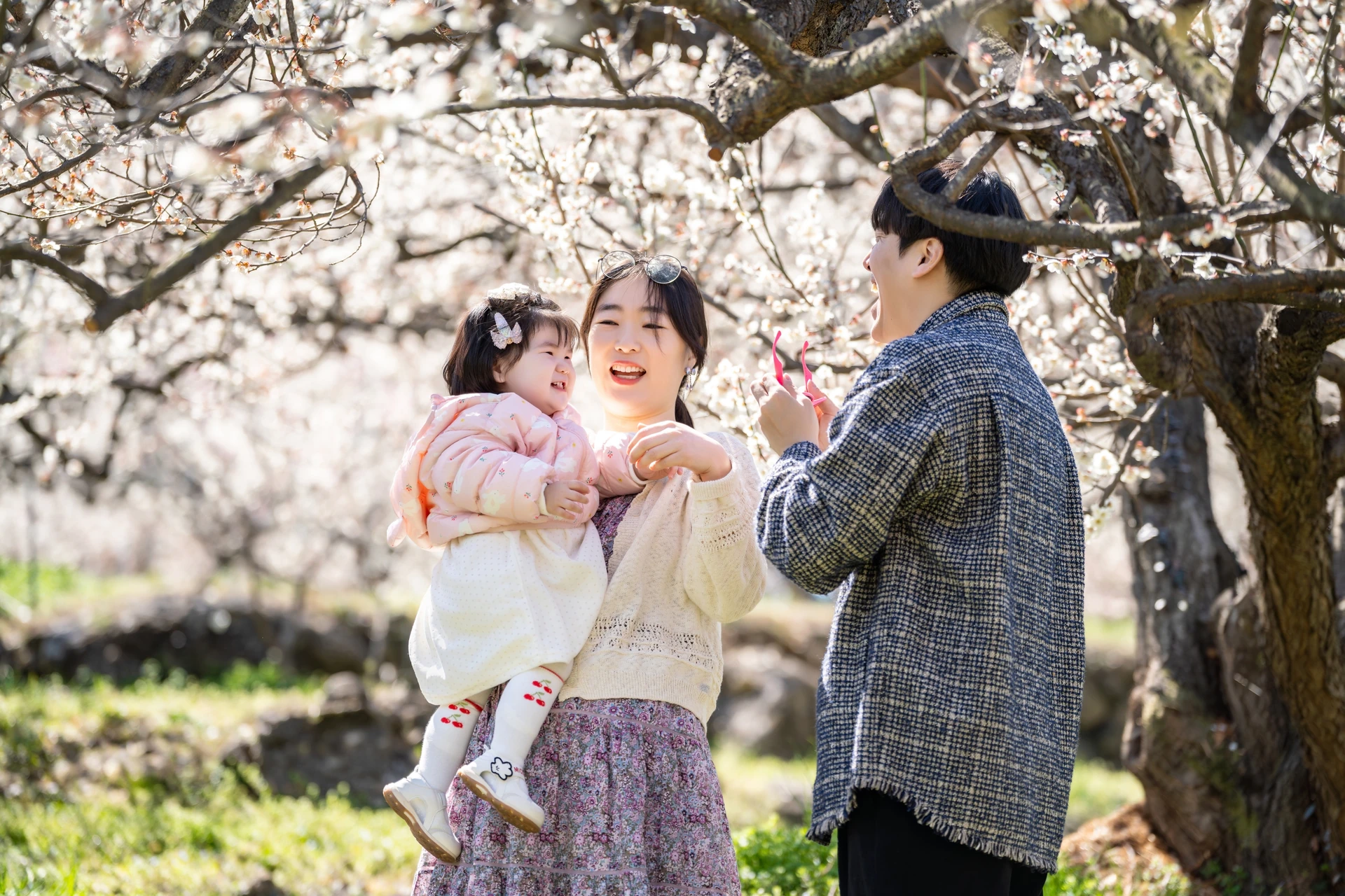 아기를 안은 엄마와 아빠가 매화 나무 아래 선 모습