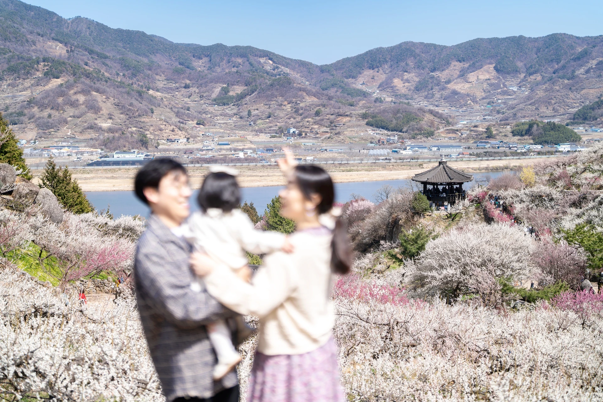 매화밭 전망 앞에서 아기를 안은 엄마 아빠